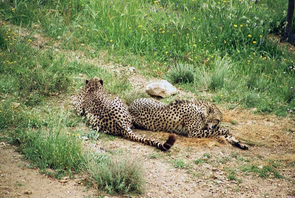 Tečkovaný Gepard Dravec Velká Kočka — Stock fotografie