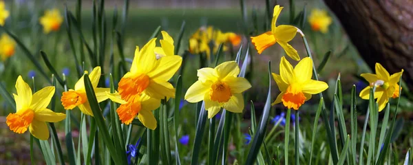 Bela Flor Primavera Narciso Narciso Daffodil — Fotografia de Stock
