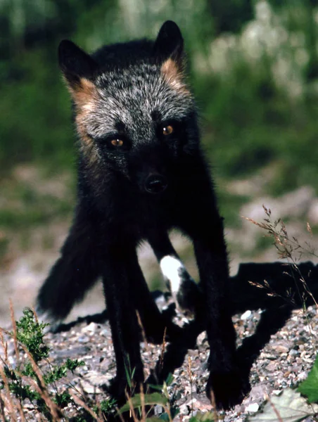 东部加拿大纽芬兰的黑狐 — 图库照片