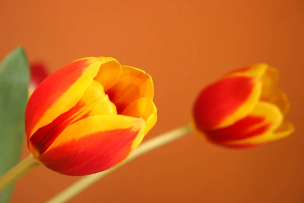 Schöne Rote Tulpe Auf Grünem Hintergrund — Stockfoto