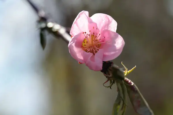 桃の花木の上に — ストック写真