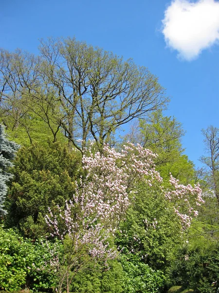 Prachtig Uitzicht Natuur — Stockfoto