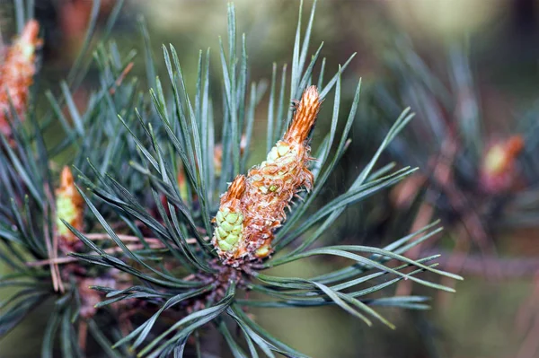 Porträtt Framdrivning Furu — Stockfoto