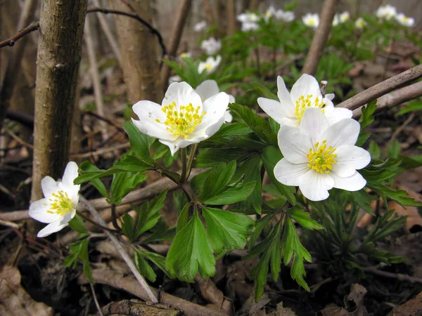 Botánica Floral Pétalos Flores — Foto de Stock