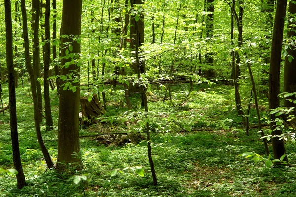 Zbliżenie Widok Liści Lesie — Zdjęcie stockowe