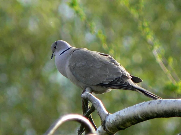 Vue Panoramique Bel Oiseau Nature — Photo