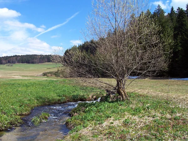 Den Svarta Skogen — Stockfoto