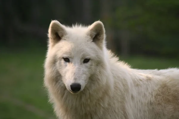Wolf Animal Nature Predator Stock Image