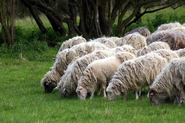 Als Landbouwhuisdier Gehouden Schapen Grasland — Stockfoto