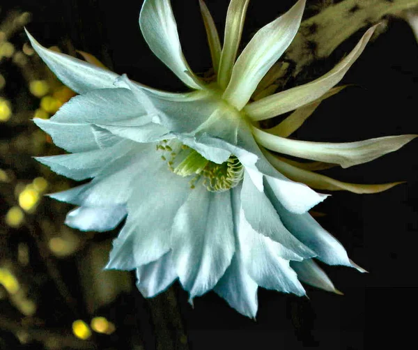 cactus flower, flora cacti growth