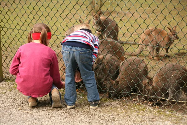 Zwei Kinder Füttern Kängurus Tierpark — Stockfoto