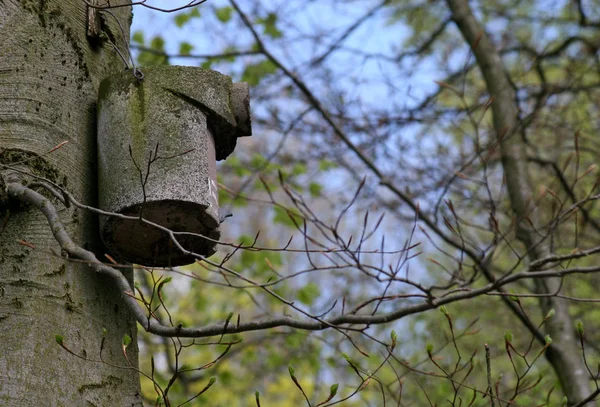 Festői Kilátás Gyönyörű Madár Természetben — Stock Fotó