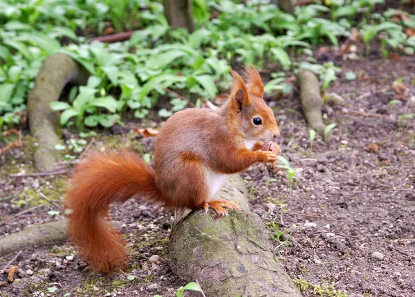 Flora Und Fauna Eichhörnchen Tier Nagetier Flauschiges Eichhörnchen — Stockfoto