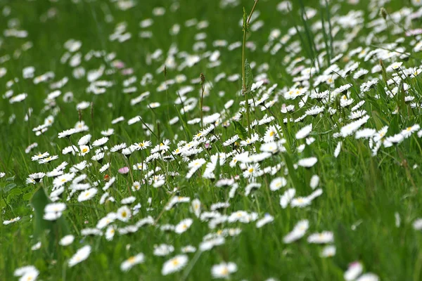 Bellissimi Fiori Sfondo Concetto Floreale — Foto Stock