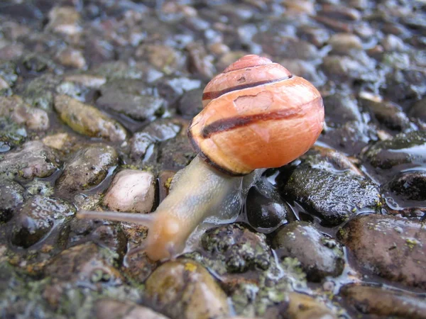 Escargot Créature Hélice Mollusque — Photo