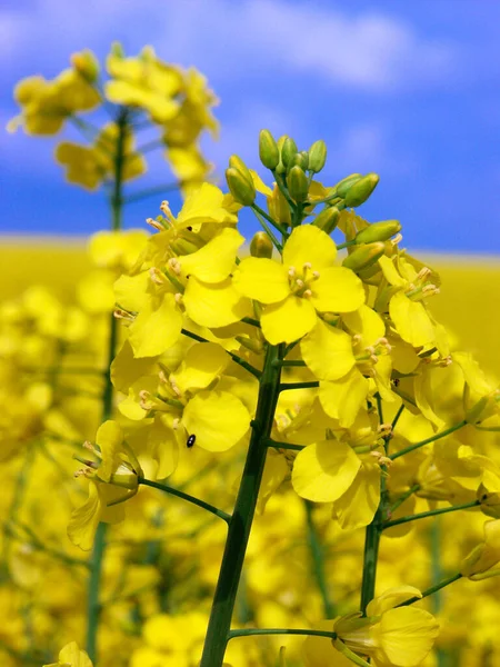 Landwirtschaft Rapsfeld Gelbe Pflanzen — Stockfoto