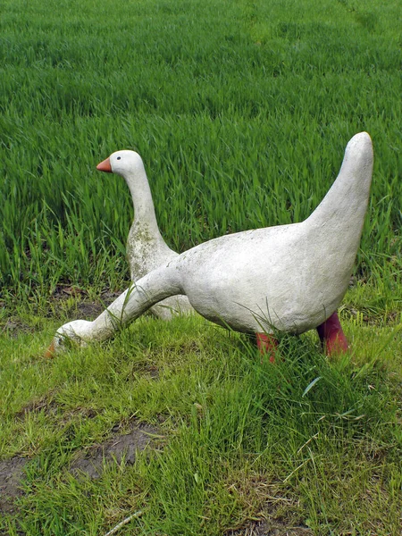 Scenic View Geese Birds Nature — Stock Photo, Image