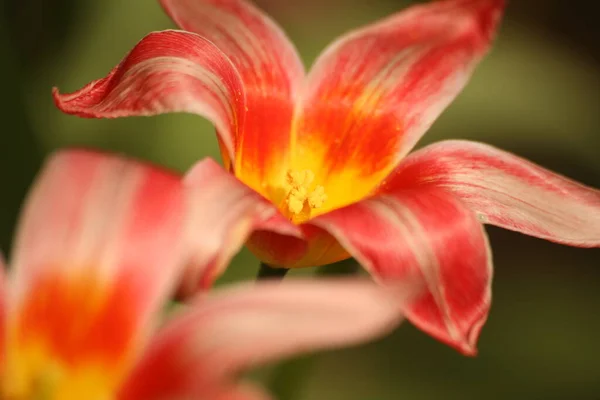 Mooie Bloemen Bloemige Concept Natuur Achtergrond — Stockfoto
