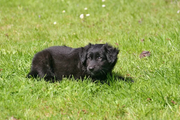 Labrador Retriever Dog Animal — Stock Photo, Image