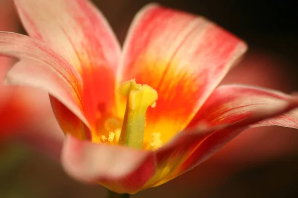 Tulpen Bloem Lente Flora — Stockfoto