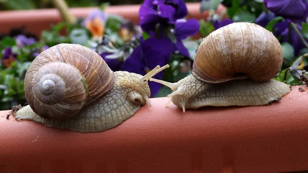 Helix Snail Mollusk Shell Animal — Stock Photo, Image