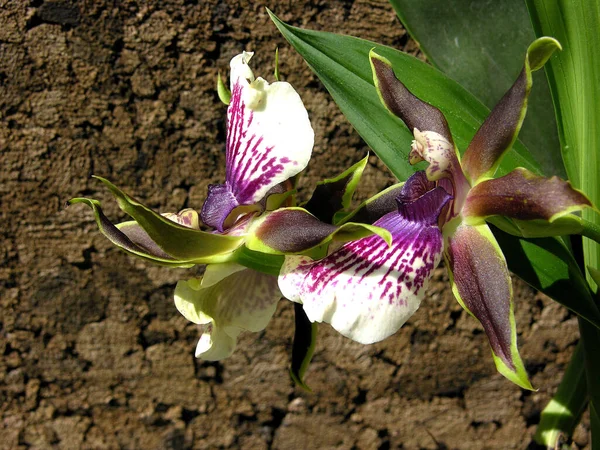 Hermoso Plano Botánico Fondo Pantalla Natural — Foto de Stock