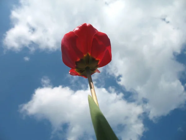 Schöne Botanische Aufnahme Natürliche Tapete — Stockfoto