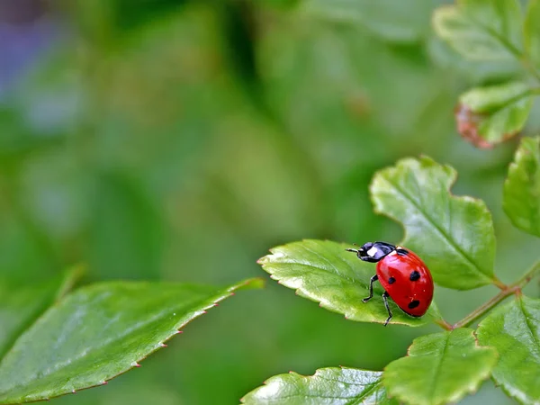 Close Bekijken Van Schattig Lieveheersbeestje — Stockfoto