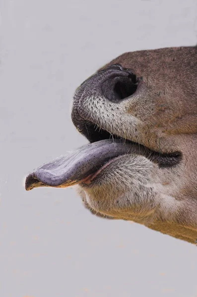 Scena Della Fauna Selvatica Bella Natura — Foto Stock