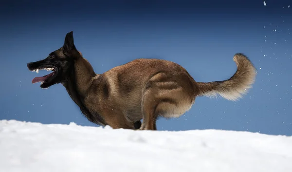 冬の森の犬 — ストック写真