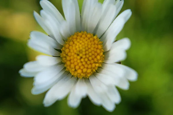 Imagem Margarida Plena Flor — Fotografia de Stock