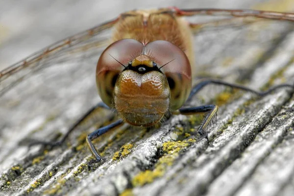 잠자리 벌레를 가까이 매크로 — 스톡 사진