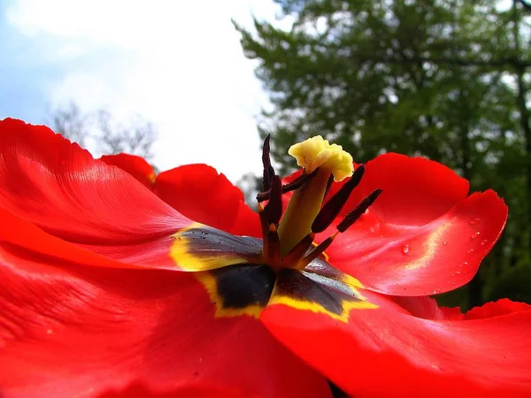 Tulipán Virágok Szirmok Tavaszi Növény — Stock Fotó