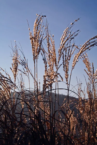 花园里美丽的植物 — 图库照片