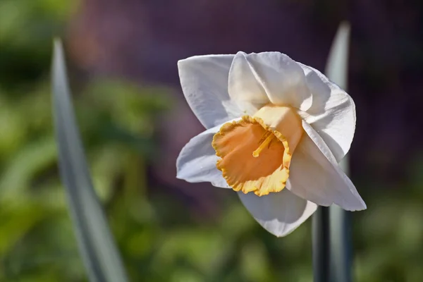 Narsissos Kronblader Flora – stockfoto