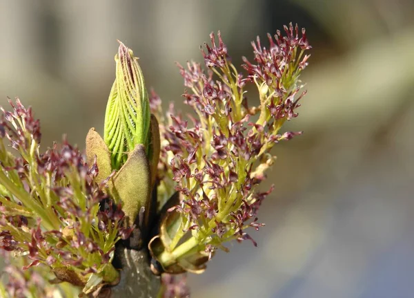 Nahaufnahme Eines Kleinen Insekts Garten — Stockfoto