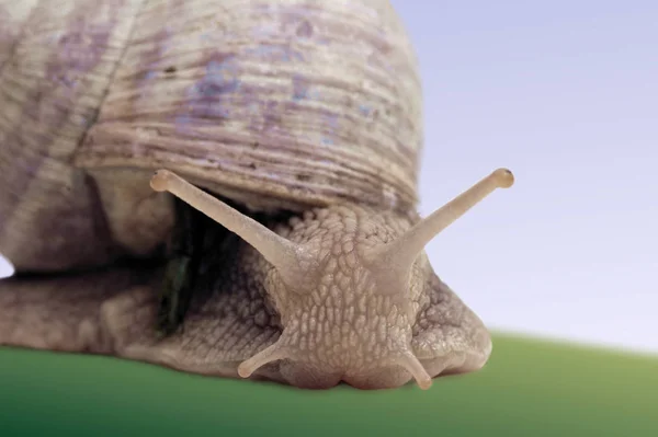 葡萄园蜗牛 褐色螺旋状石榴 — 图库照片