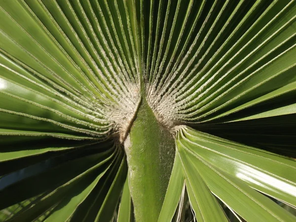 Hermoso Plano Botánico Fondo Pantalla Natural — Foto de Stock