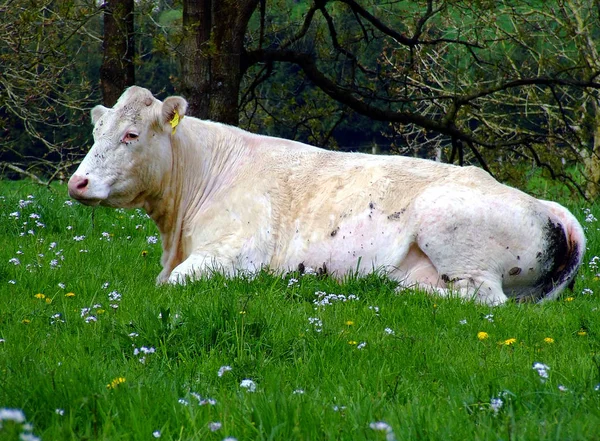 自然の風景の中で牛は — ストック写真