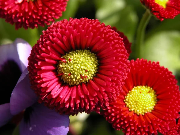 Botanique Florale Fleurs Pétales — Photo