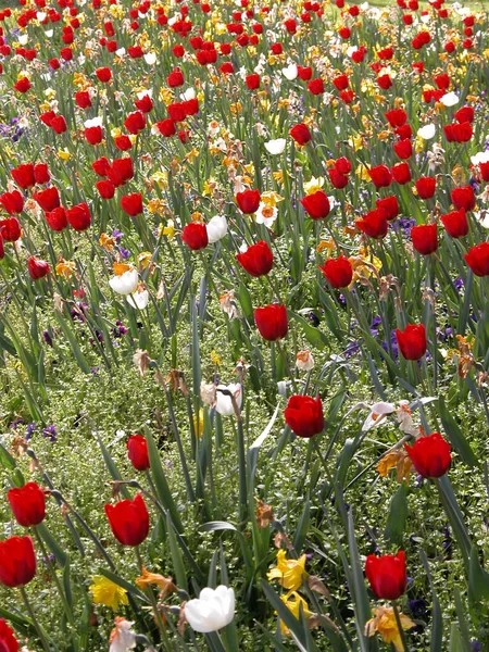 Piękne Płatki Kwiatów Tulipanów Flora — Zdjęcie stockowe