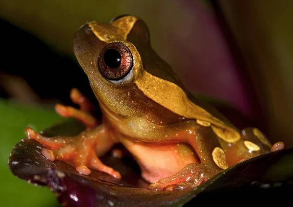 Amphibientier Wildfrosch — Stockfoto