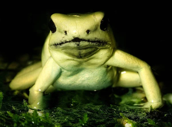 Frog Amphibian Animal Toad — Stock Photo, Image