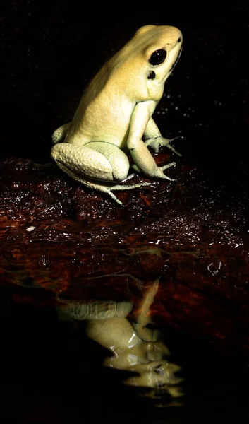 Poison Dart Frog — Stock Photo, Image