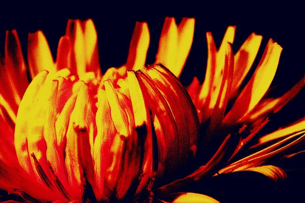 Sarı Karahindiba Yaz Çiçeği — Stok fotoğraf
