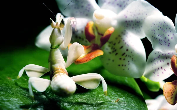 Orchideenblüte Blütenblätter — Stockfoto