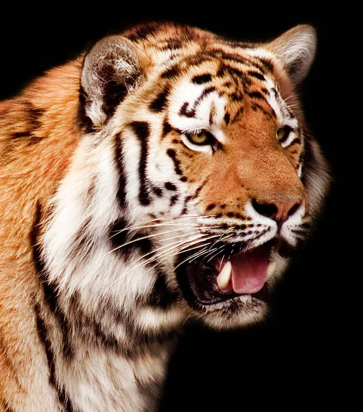 Άγρια Τίγρη Αρπακτικό Αιλουροειδών — Φωτογραφία Αρχείου