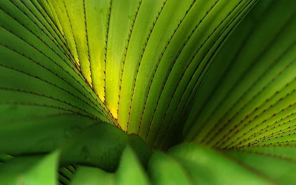 Zöld Trópusi Pálmalevél Háttér — Stock Fotó
