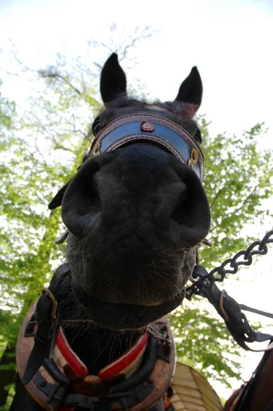 昼間は屋外の馬 — ストック写真