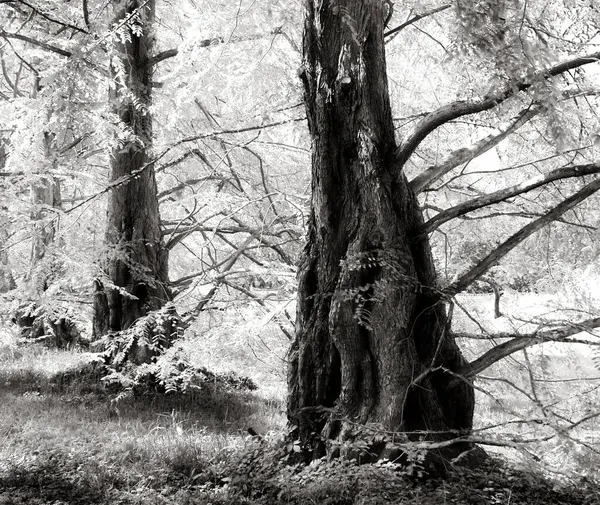 Zwart Wit Foto Van Een Boom Het Bos — Stockfoto